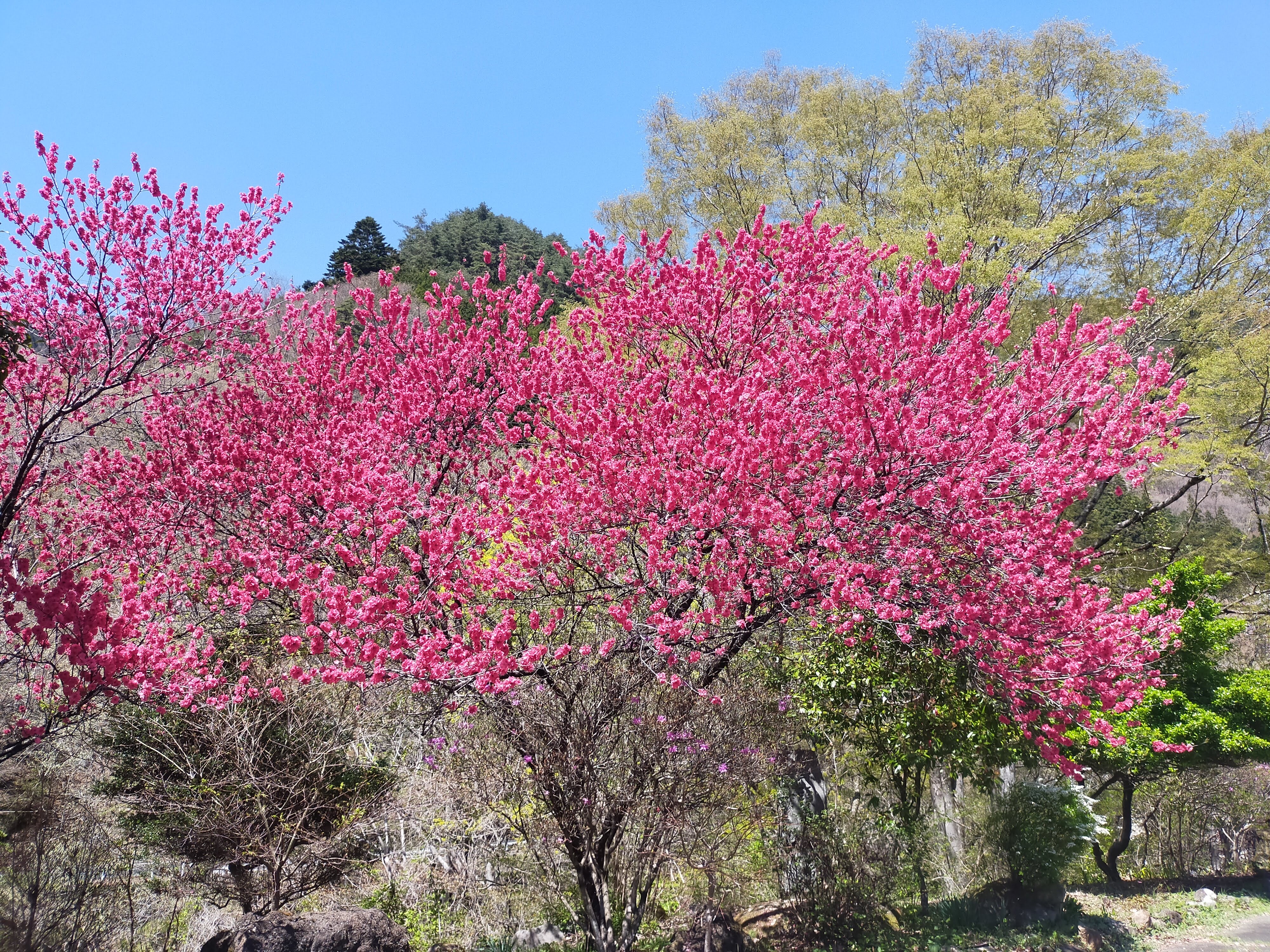 春 / 新緑と湯けむりの季節